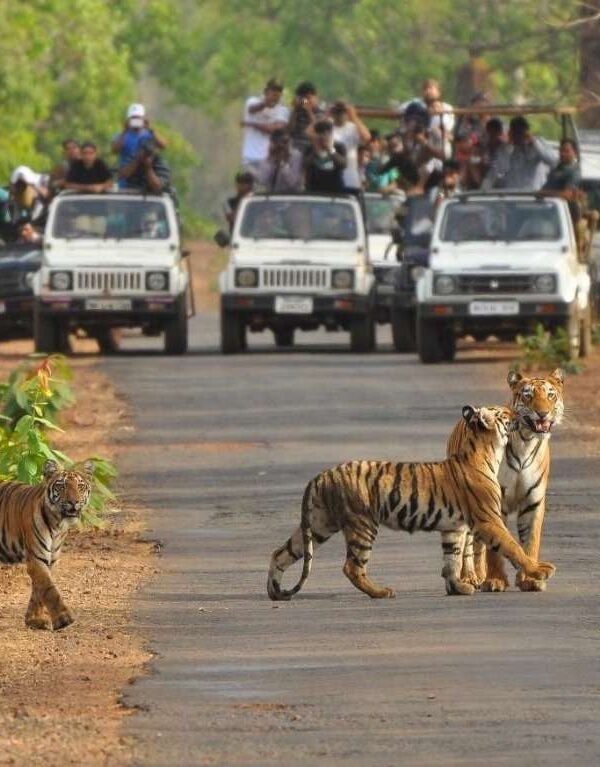 ranthambore