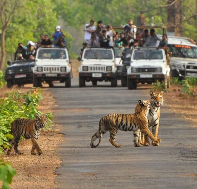ranthambore